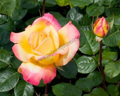 Růže Pullman Orient Express®, v květináči Rosa Pullman Orient Express®